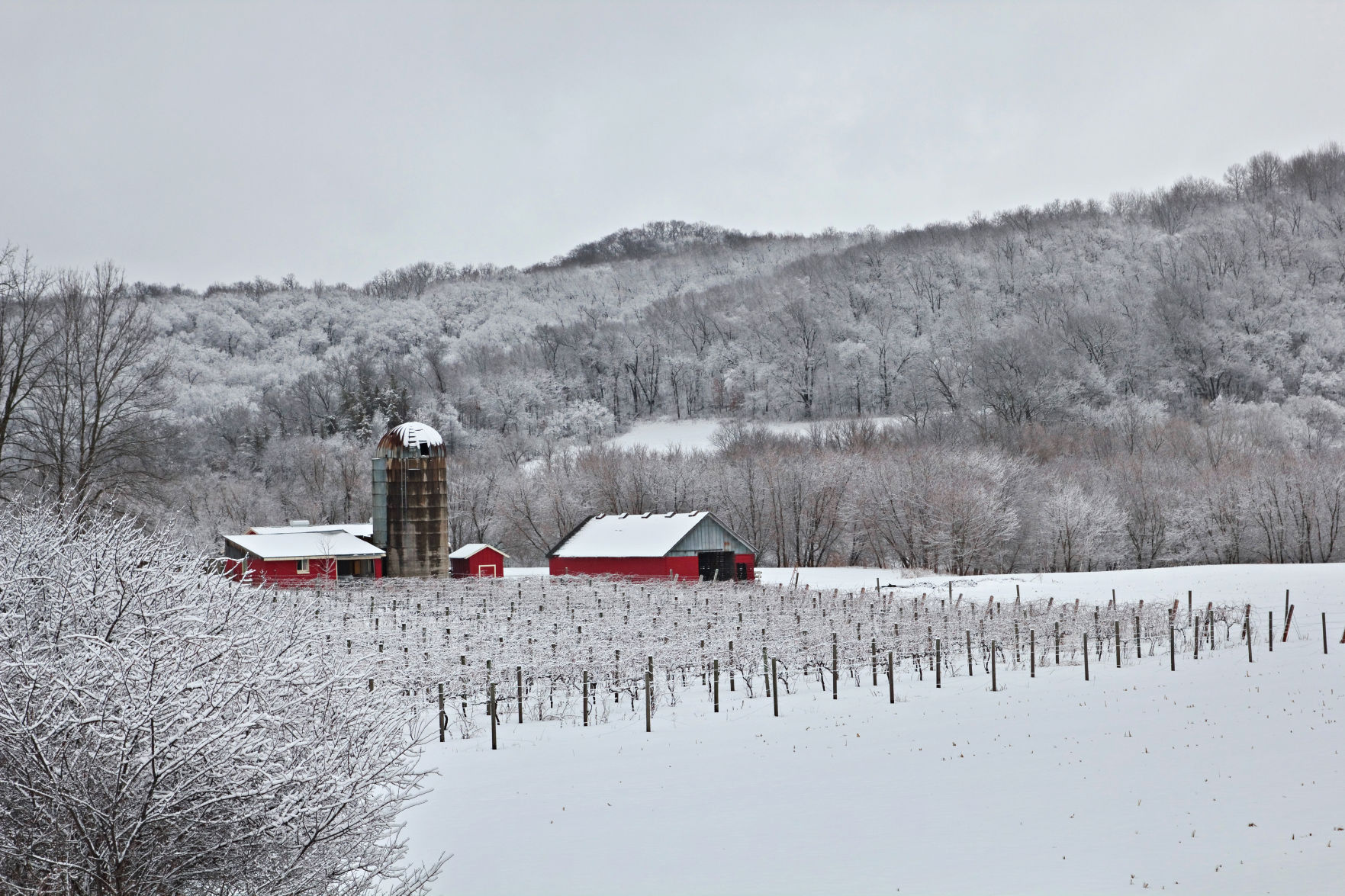 Winter in the vineyard